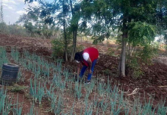 A demonstration farm in ASAL area in Embu County